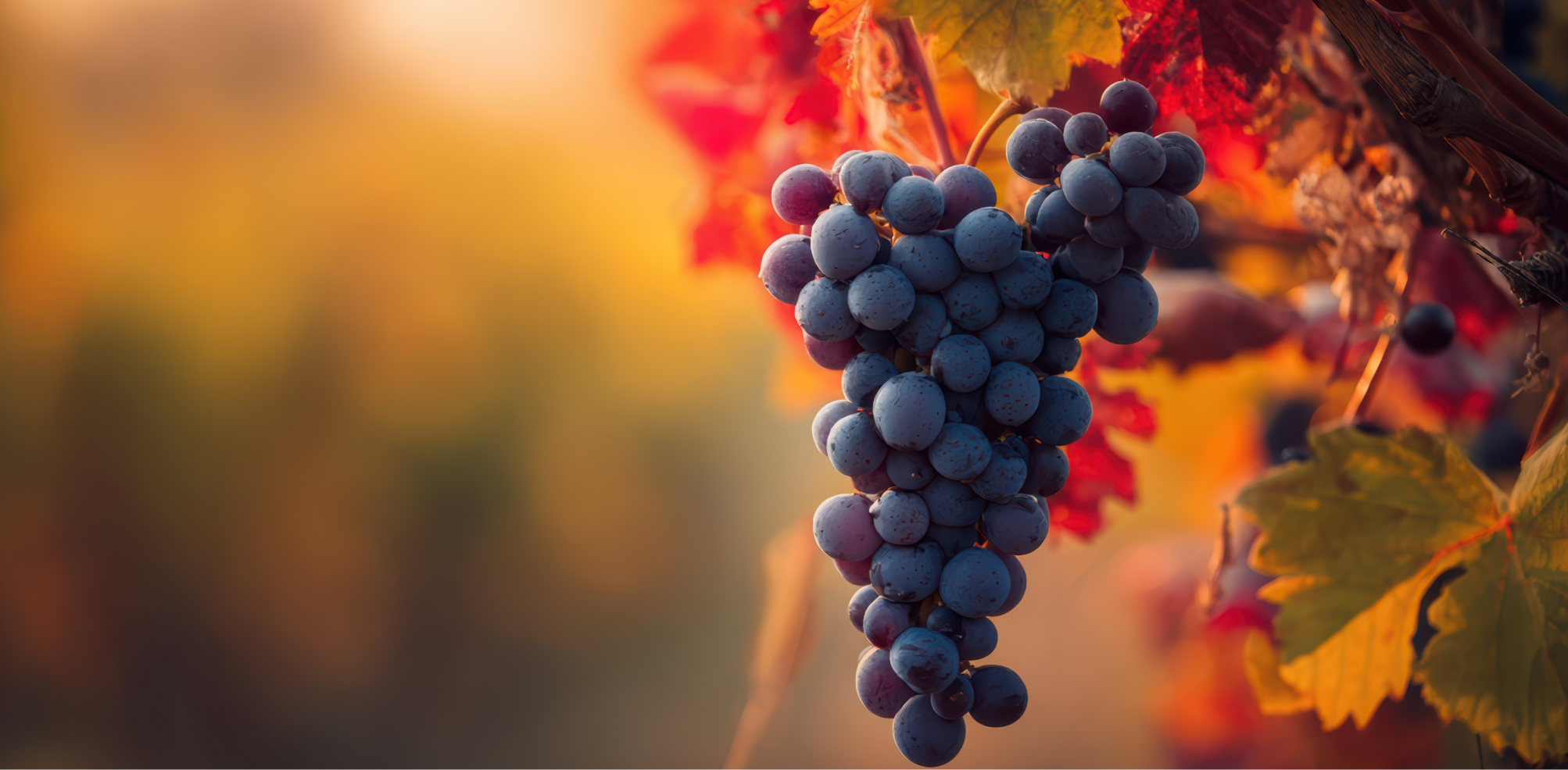 Bastardo: Uma Casta Portuguesa a (Re)Descobrir