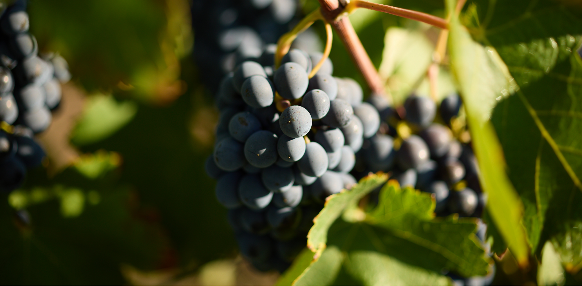 Vindima: o momento mais importante do ano no vinho