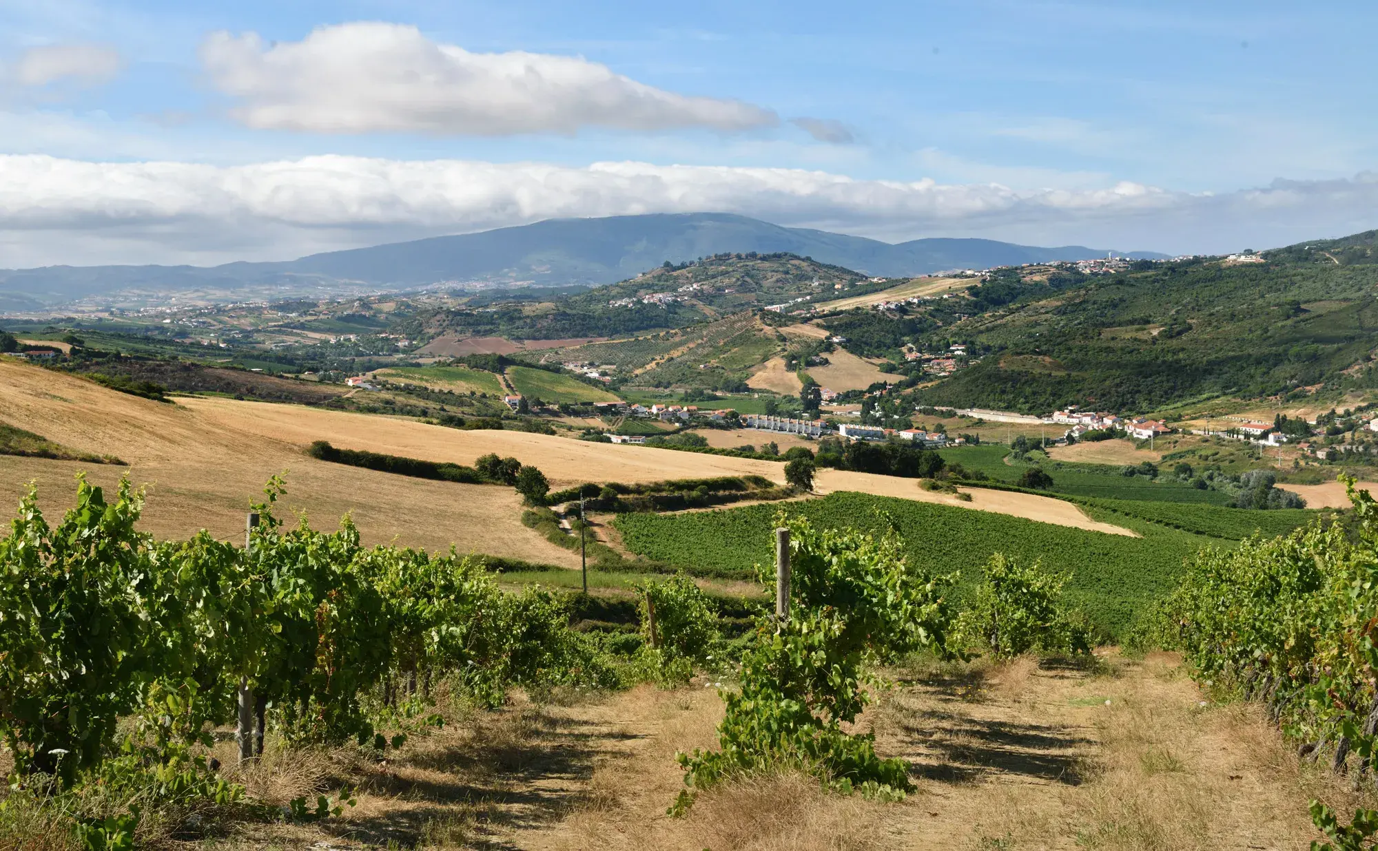 Quinta de Pancas